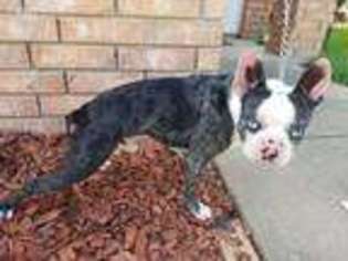 Boston Terrier Puppy for sale in Plano, TX, USA