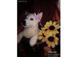 Siberian Husky Puppy for sale in Wichita, KS, USA