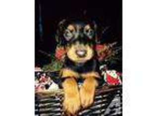 Doberman Pinscher Puppy for sale in DAYTON, OH, USA