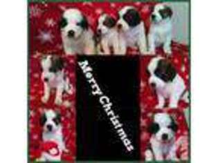 Saint Bernard Puppy for sale in GRAND JUNCTION, CO, USA