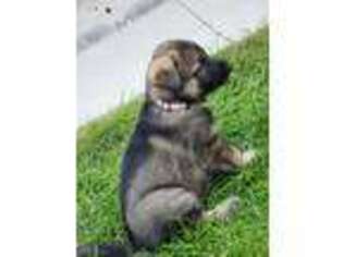 German Shepherd Dog Puppy for sale in Scottsbluff, NE, USA