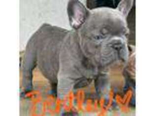 French Bulldog Puppy for sale in Bethlehem, PA, USA