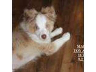 Miniature Australian Shepherd Puppy for sale in Lind, WA, USA