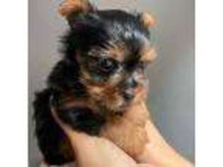 Yorkshire Terrier Puppy for sale in Winder, GA, USA