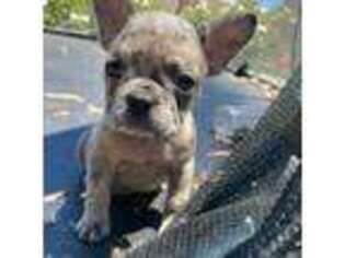 French Bulldog Puppy for sale in Soledad, CA, USA