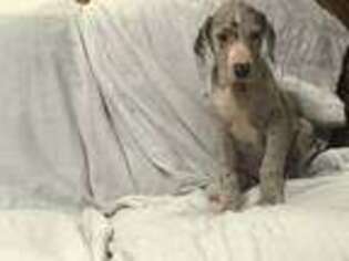 Great Dane Puppy for sale in Byrdstown, TN, USA