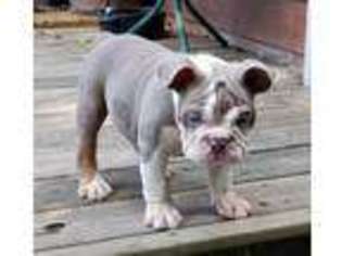 Bulldog Puppy for sale in Hornbeak, TN, USA