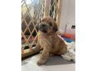 Mal-Shi Puppy for sale in Hackensack, NJ, USA