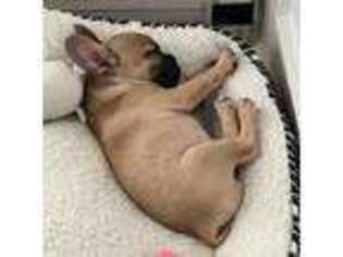 French Bulldog Puppy for sale in Haddon Heights, NJ, USA