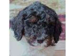 Mutt Puppy for sale in Christiana, PA, USA