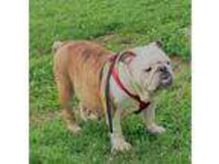 Bulldog Puppy for sale in New Albany, IN, USA