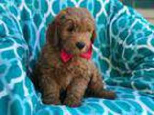 Goldendoodle Puppy for sale in Peach Bottom, PA, USA