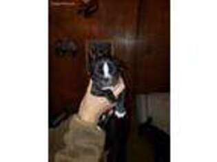 French Bulldog Puppy for sale in Ixonia, WI, USA