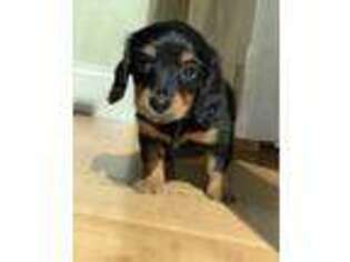 Dachshund Puppy for sale in Leesburg, VA, USA