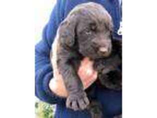 Labradoodle Puppy for sale in Rural Retreat, VA, USA
