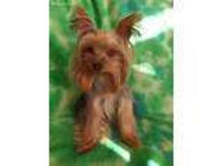 Yorkshire Terrier Puppy for sale in Leslie, MI, USA