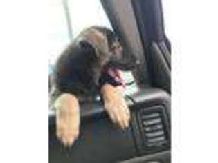 German Shepherd Dog Puppy for sale in Glen Ridge, NJ, USA