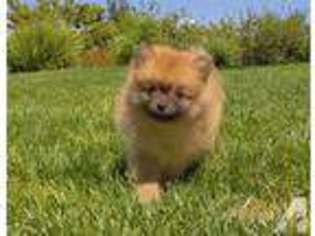 Pomeranian Puppy for sale in San Diego, CA, USA