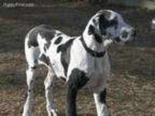 Great Dane Puppy for sale in Graff, MO, USA