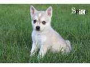 Alaskan Klee Kai Puppy for sale in Bernville, PA, USA