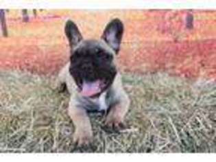 French Bulldog Puppy for sale in Tome, NM, USA