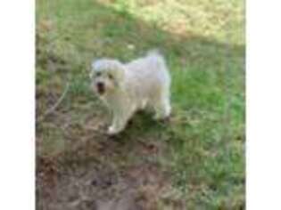 Bichon Frise Puppy for sale in Monsey, NY, USA