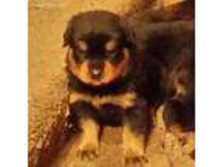 Rottweiler Puppy for sale in Savannah, MO, USA