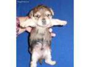 Yorkshire Terrier Puppy for sale in Butler, OH, USA