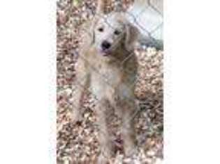 Labradoodle Puppy for sale in Springville, AL, USA