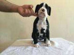 Boxer Puppy for sale in AUSTIN, TX, USA