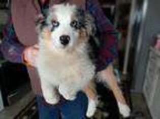 Australian Shepherd Puppy for sale in Durant, OK, USA