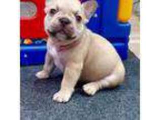French Bulldog Puppy for sale in North Olmsted, OH, USA