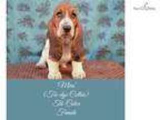 Basset Hound Puppy for sale in Cambridge, OH, USA