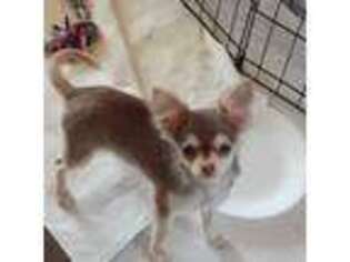 Chihuahua Puppy for sale in Canton, IL, USA