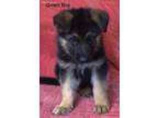 German Shepherd Dog Puppy for sale in Coxs Creek, KY, USA