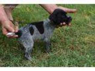 German Shorthaired Pointer Puppy for sale in Millville, CA, USA