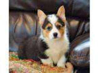 Pembroke Welsh Corgi Puppy for sale in Macon, MS, USA