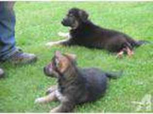 German Shepherd Dog Puppy for sale in MIDDLETOWN, NY, USA