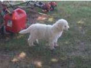 Komondor Puppy for sale in Tuttle, OK, USA