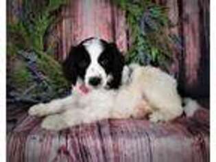 Mutt Puppy for sale in Macedon, NY, USA