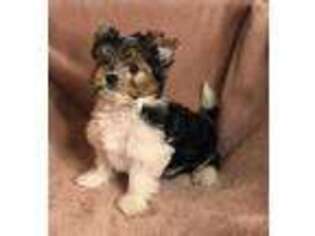 Biewer Terrier Puppy for sale in Waurika, OK, USA