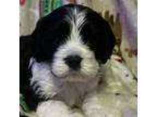 Cavachon Puppy for sale in Jefferson, GA, USA