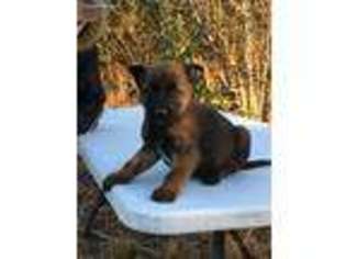 Belgian Malinois Puppy for sale in Jackson Springs, NC, USA
