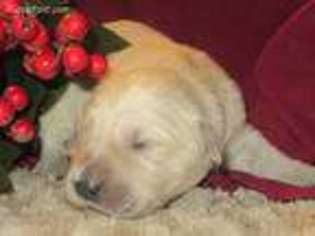 Golden Retriever Puppy for sale in Craigville, IN, USA