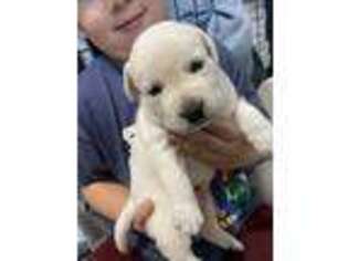 Labrador Retriever Puppy for sale in Kittrell, NC, USA