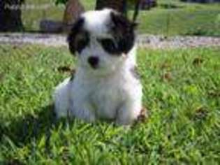Mutt Puppy for sale in Sparta, TN, USA