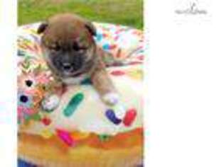 Shiba Inu Puppy for sale in Columbus, OH, USA