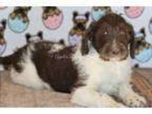 Labradoodle Puppy for sale in Bokchito, OK, USA