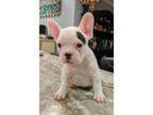 French Bulldog Puppy for sale in Gresham, SC, USA