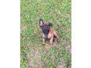 Belgian Malinois Puppy for sale in Licking, MO, USA
